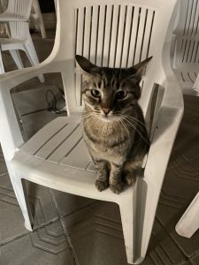 В Болгарии много котиков